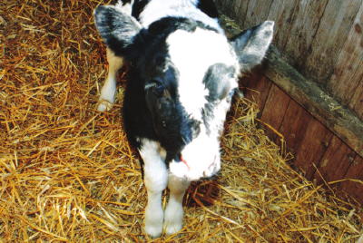 �������ł�