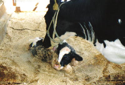 �o�Y����ł�