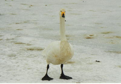 �I���A�����E�E�E�������傠�����H