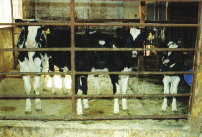 ���������A���������